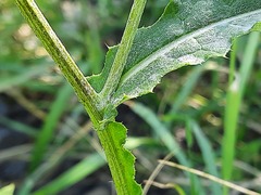 Carduus crispus