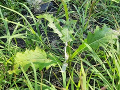 Carduus crispus