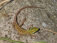 Lacerta agilis grusinica