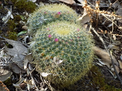 Mammillaria pringlei
