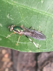Merosargus