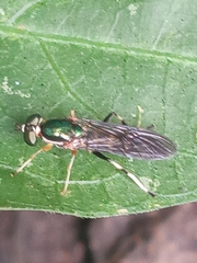 Merosargus