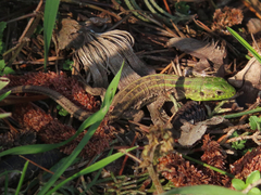 Lacerta agilis grusinica