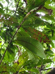 Pouteria dictyoneura fuertesii