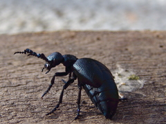 Meloe proscarabaeus