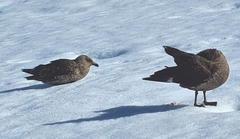 Stercorarius antarcticus