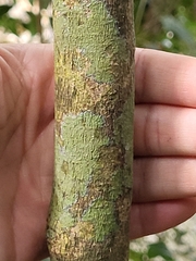 Pouteria dictyoneura fuertesii