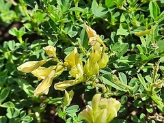 Medicago glomerata