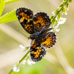 Phyciodes phaon phaon