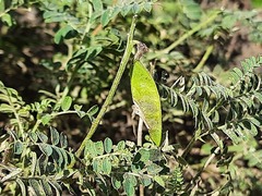 Vicia semiglabra