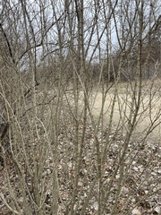 Ligustrum obtusifolium