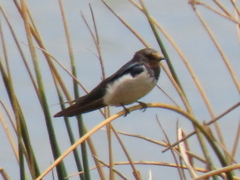 Hirundo rustica rustica
