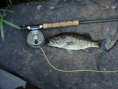 Micropterus cataractae