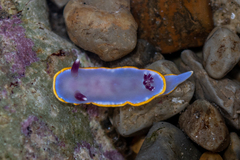 Felimida purpurea
