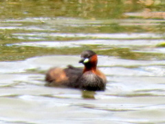 Tachybaptus ruficollis capensis