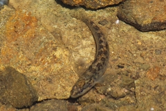 Etheostoma flabellare