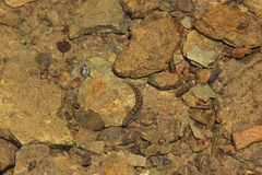 Etheostoma flabellare