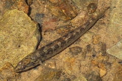 Etheostoma flabellare