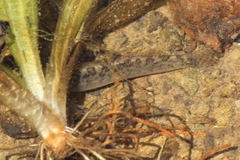 Etheostoma flabellare