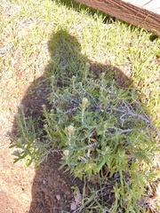 Pseudognaphalium biolettii