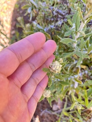 Pseudognaphalium biolettii