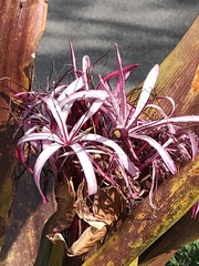 Crinum × amabile