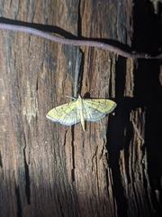 Pycnarmon cribrata