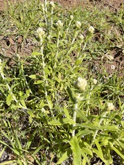 Pseudognaphalium biolettii