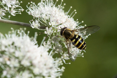 Syrphus ribesii