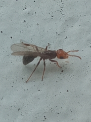 Pseudomyrmex