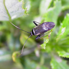 Adelphocoris seticornis