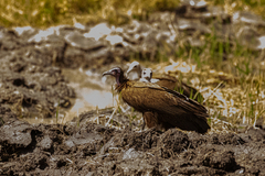 Necrosyrtes monachus