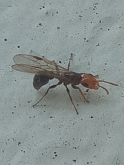 Pseudomyrmex