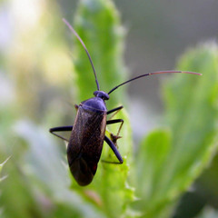 Adelphocoris seticornis