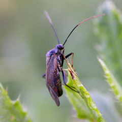 Adelphocoris seticornis