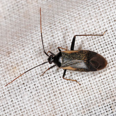 Adelphocoris seticornis