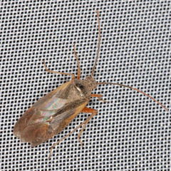Adelphocoris seticornis
