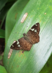 Celaenorrhinus eligius