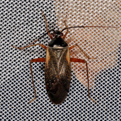 Adelphocoris seticornis