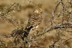 Falco rupicoloides