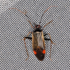 Adelphocoris seticornis