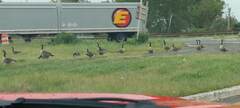 Branta canadensis