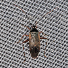 Adelphocoris seticornis