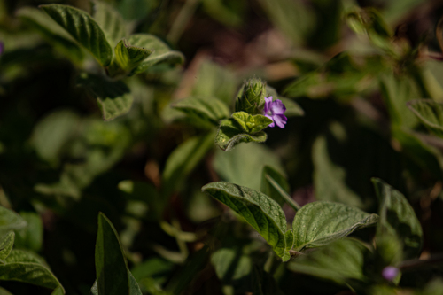 Nelsonia canescens image