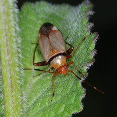 Adelphocoris vandalicus