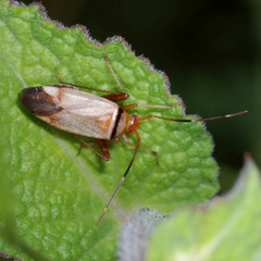 Adelphocoris vandalicus