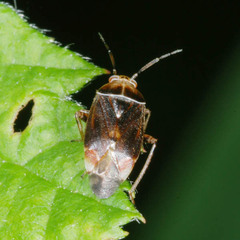 Agnocoris rubicundus