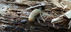 Arion intermedius