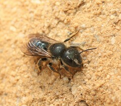 Osmia caerulescens