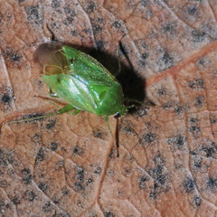 Apolygus spinolae